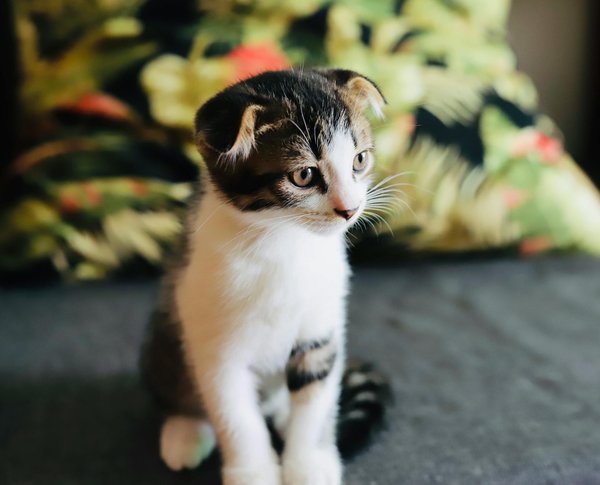 Découvrez les meilleures housses rigides pour protéger votre voiture des chiens