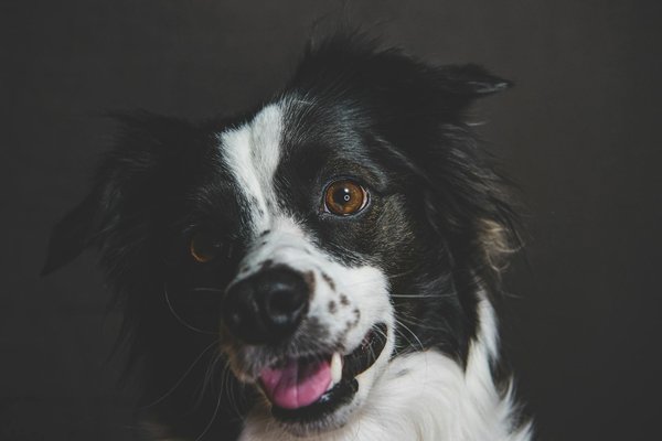 Hd optimum : la solution nutritionnelle pour votre chien