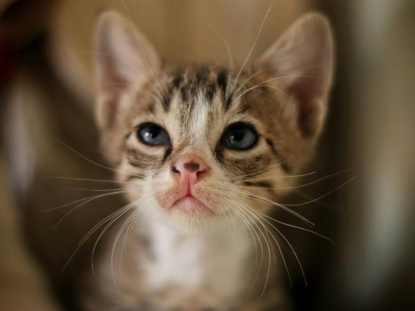 Quelle litière choisir pour un chat de race Havana Brown ayant des antécédents d'infections urinaires?