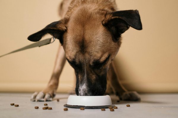 Hd optimum : la solution nutritionnelle pour votre chien