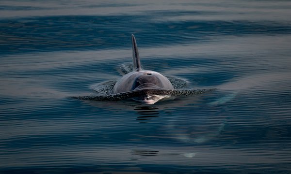 Comment les cétacés gèrent-ils la décompression lors de leurs plongées profondes?