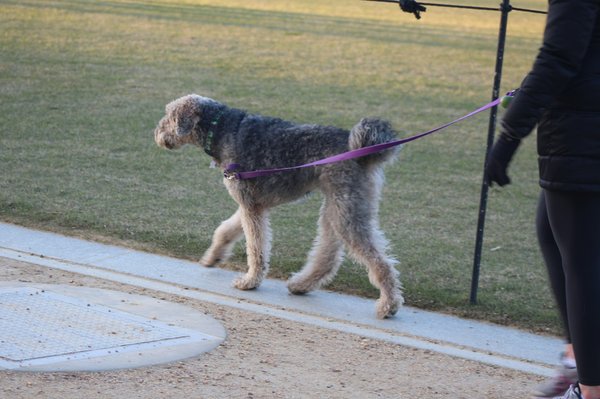 Découvrez la boutique en ligne incontournable pour votre chien !