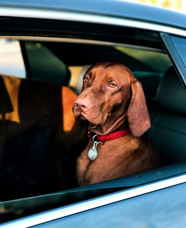 Protégez votre véhicule avec une housse rigide voiture pour chien