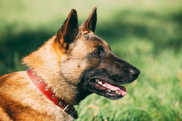 Le blog d'informations indispensables pour les chiens