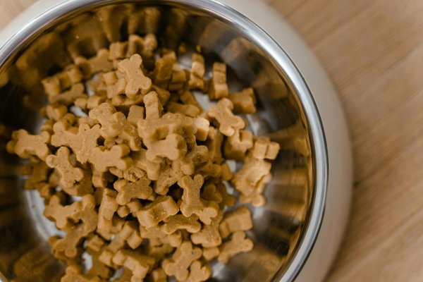 Bien choisir l'alimentation pour votre chien : conseils pratiques